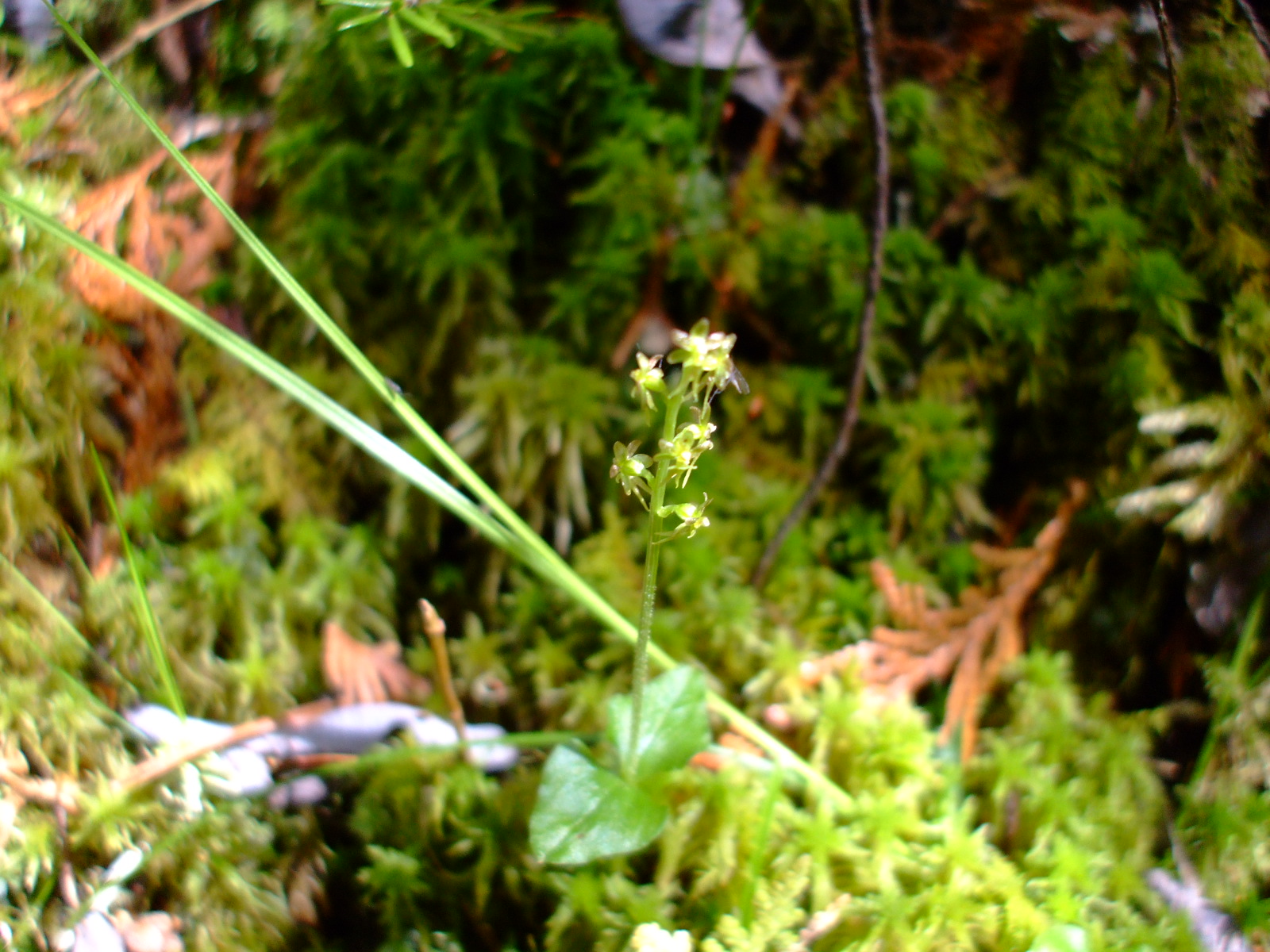 Listera cordata